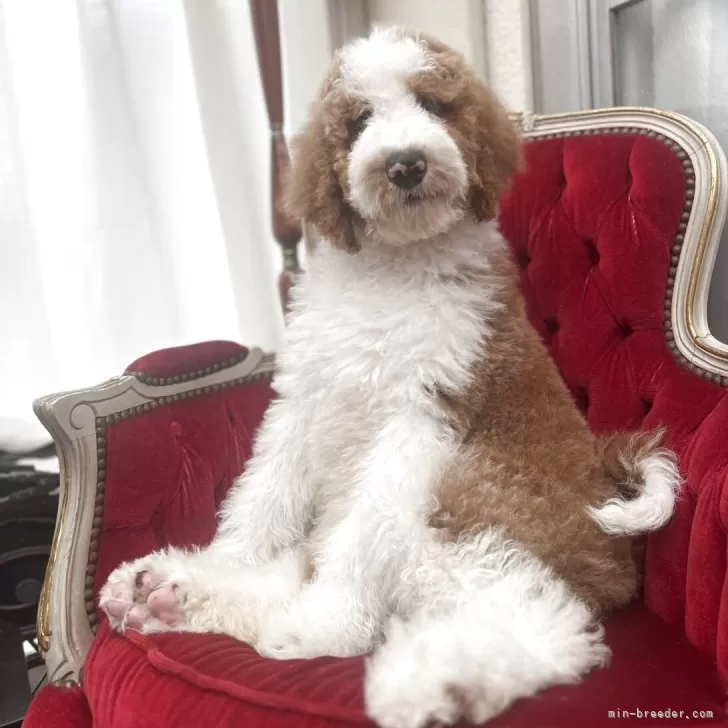 ID:2505-07549の子犬