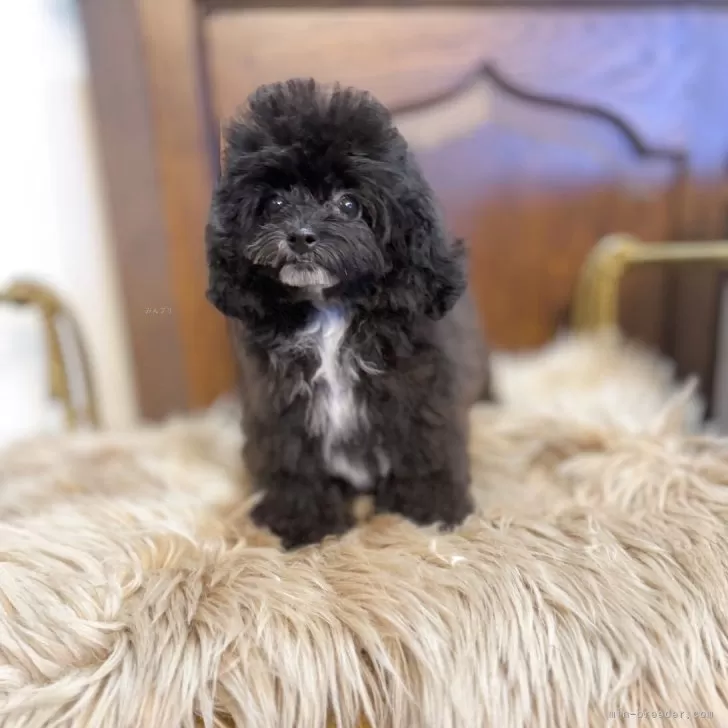 A.M 様のお迎えした子犬