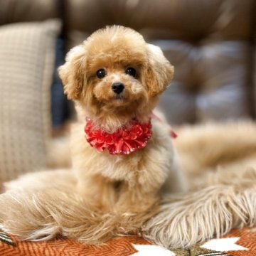 トイプードル(ティーカップ)【京都府・女の子・2025年5月24日・アプリコット】の写真「ぐりぐりお目目♡小さな女の子」