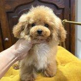 トイプードル(ティーカップ)