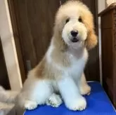 スタンダードプードル