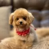 ティーカッププードル【京都府・女の子・2025年5月24日・アプリコット】の写真4