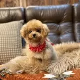 ティーカッププードル【京都府・女の子・2025年5月24日・アプリコット】の写真5