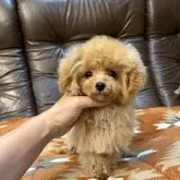 ティーカッププードル【京都府・女の子・2025年5月24日・アプリコット】の写真9