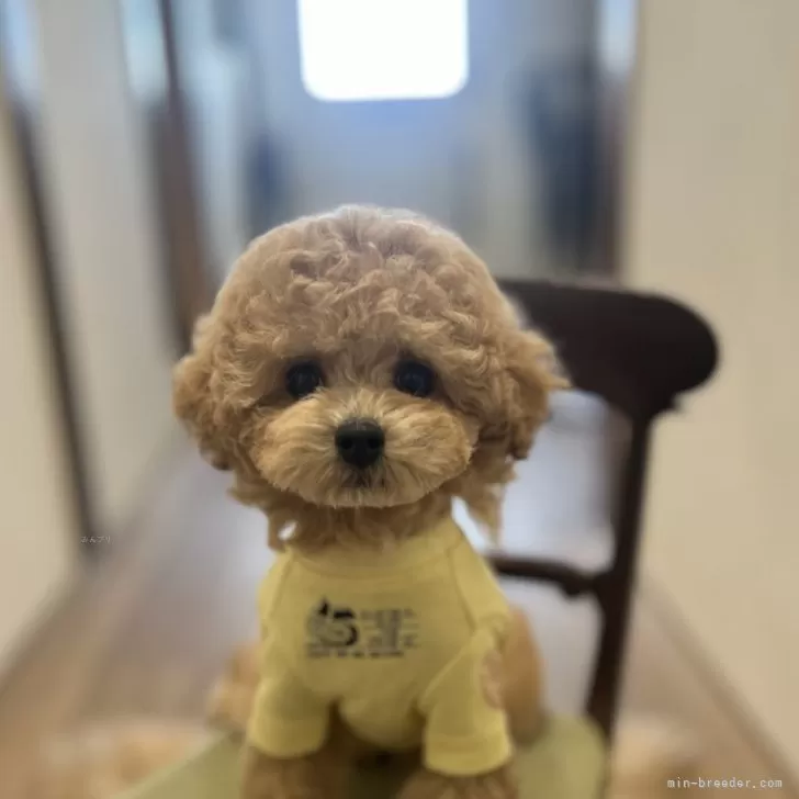 Murphy 様のお迎えした子犬