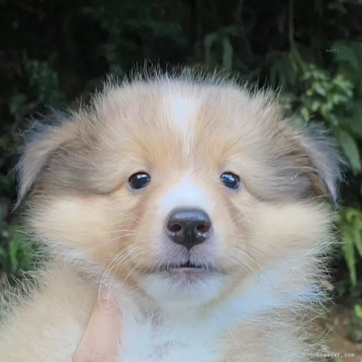 ID：2510-00310の子犬