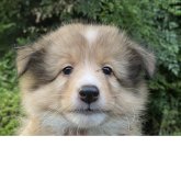 シェットランドシープドッグ