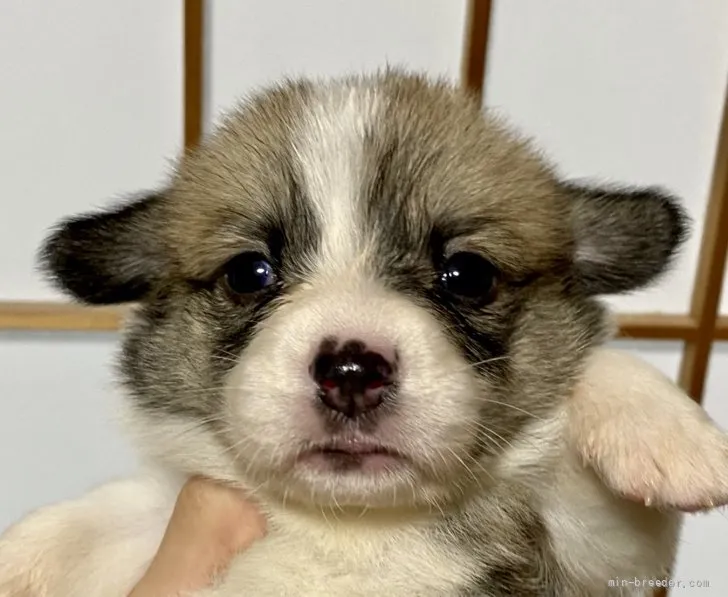 やよ 様のお迎えした子犬