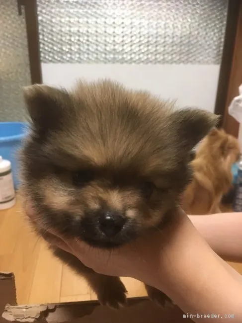 きくぞう 様のお迎えした子犬