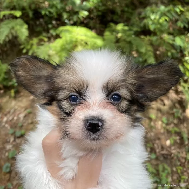 ID：2401-05939の子犬