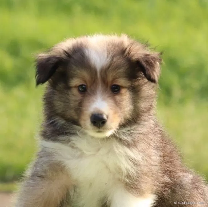 Y.S 様のお迎えした子犬