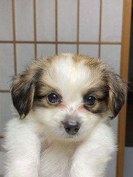 パピヨン【高知県・男の子・2020年5月26日・ホワイトアンドブラウン】の写真「パパはJKCチャンピオン」