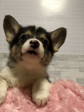 ウェルシュ・コーギー・ペンブローク【高知県・男の子・2020年1月15日・トライ】の写真「父DMクリアです。」