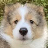 シェットランドシープドッグ【高知県・女の子・2023年6月18日・セーブル&ホワイト】の写真1「8月25日撮影」