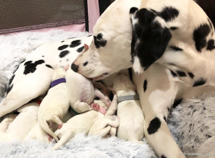 武藤直子ブリーダーのブログ:ダルメシアンの子犬が生まれました❣️