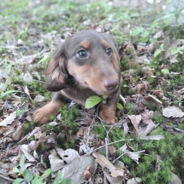ミニチュアダックスフンド(ロング)【群馬県・男の子・2025年3月31日・ブラウン&タン】の写真「骨格の良い元気な男の子」