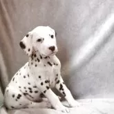 ダルメシアン【群馬県・男の子・2025年10月8日・レバー&ホワイト】の写真2
