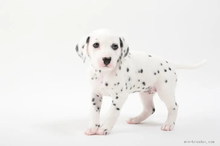ID:2008-01212の子犬