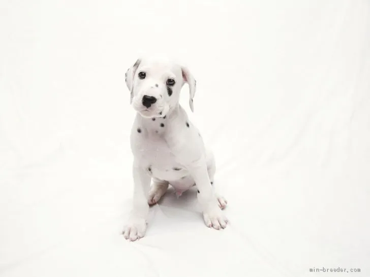 ID:2105-01204の子犬
