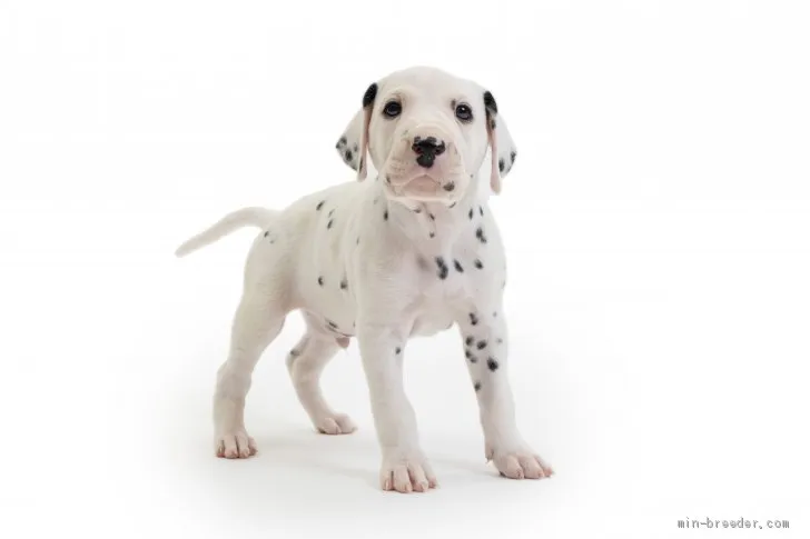 ID：2106-01137の子犬