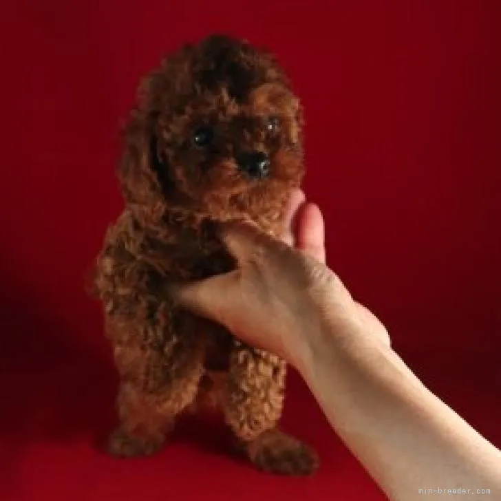 タイニープードル【愛知県・女の子・2022年6月11日・レッド】の写真1「8/3撮影」