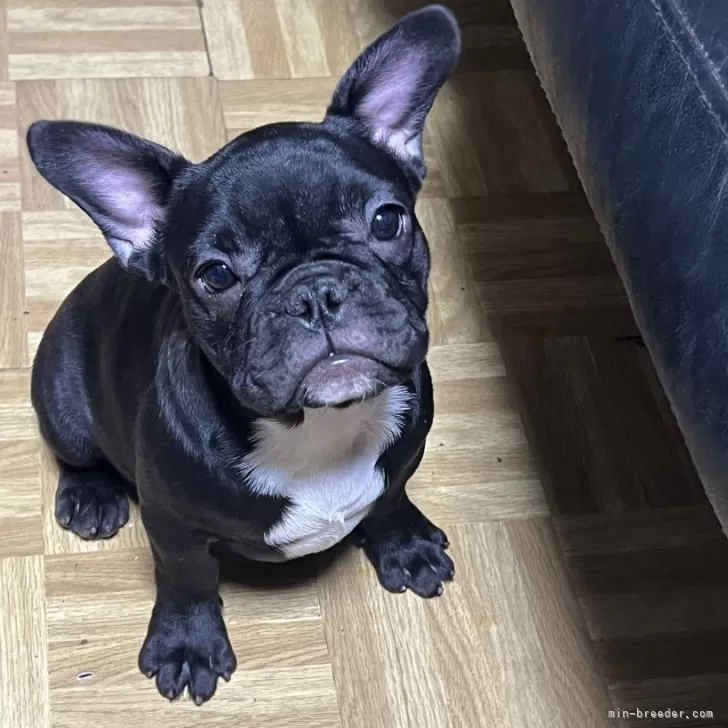 ID：2312-02069の子犬