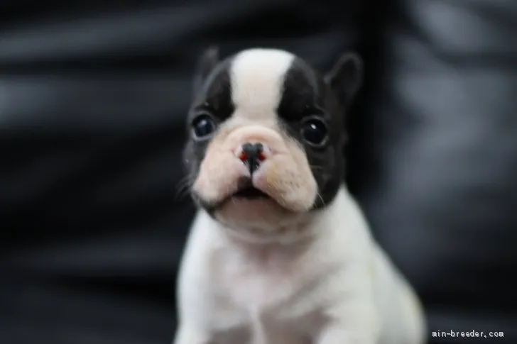 なおこ 様のお迎えした子犬