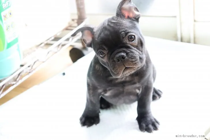 ID：1911-00978の子犬