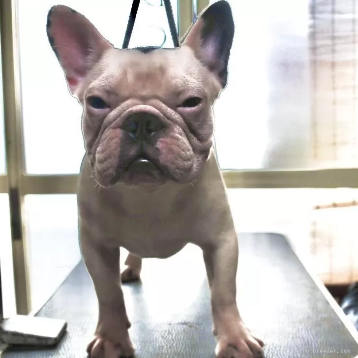 ID：2312-02073の子犬