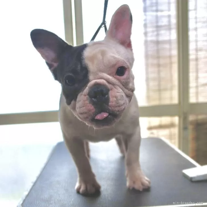 ID：2312-02070の子犬