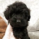 ヨープー(トイプードル×ヨークシャーテリア)