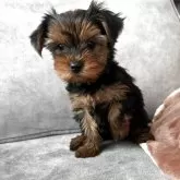 ヨークシャーテリア【三重県・女の子・2025年4月13日・スティールブルー&タン】の写真3