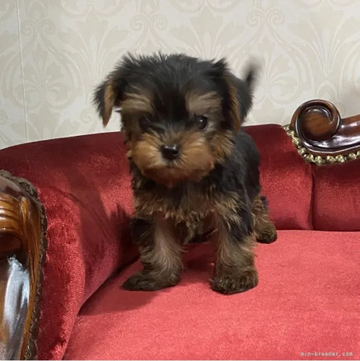 ID:2208-05274の子犬