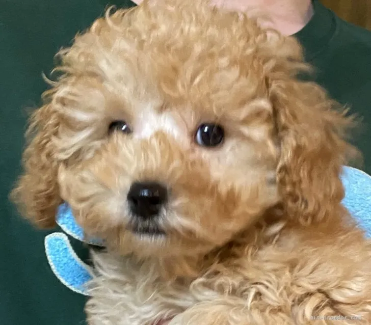 ジジ 様のお迎えした子犬