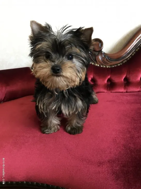 ID:1905-02362の子犬
