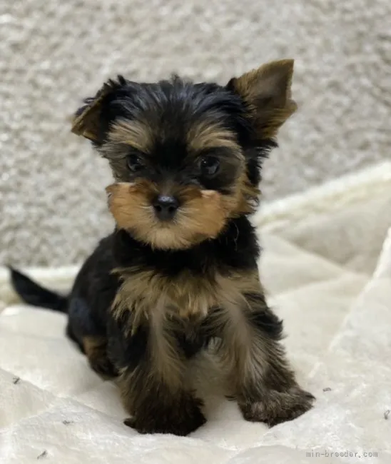 ID:2201-04591の子犬