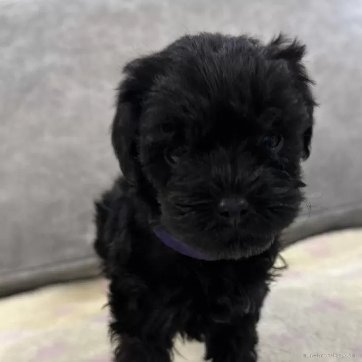 ID:2403-05082の子犬