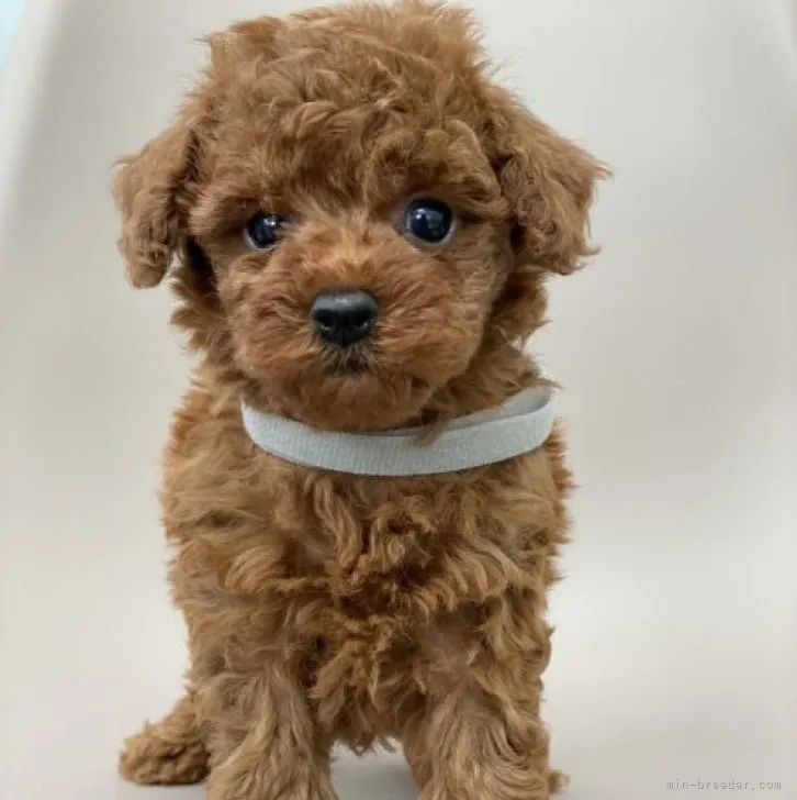 ID:2303-00673の子犬