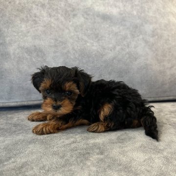 ヨープー(トイプードル×ヨークシャーテリア)【三重県・女の子・2024年2月11日・ブラックタン】の写真「可愛い！」