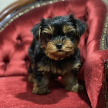 ヨークシャーテリア【三重県・女の子・2022年8月8日・スティールブルー&タン】の写真「もふもふのお嬢さん」