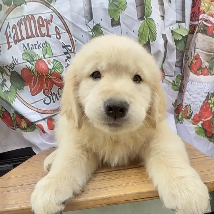 ID:2504-05438の子犬