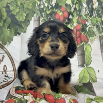 ミニチュアダックスフンド(ロング)【神奈川県・男の子・2025年10月12日・ブラックタン】の写真「おめめくりくりで可愛い兄妹♡」