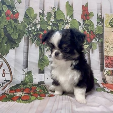 チワワ(ロング)【神奈川県・男の子・2025年9月26日・ブラックタンホワイト】の写真「プレミアム兄妹♡ふわふわころころ♪」