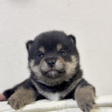 柴犬(豆柴)【神奈川県・男の子・2025年2月15日・黒】の写真「先祖代々豆柴認定犬♡」