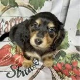 ミニチュアダックスフンド(ロング)【神奈川県・男の子・2025年10月12日・ブラックタン】の写真1