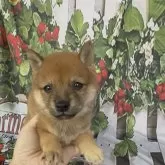 豆柴
