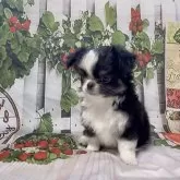 チワワ(ロング)