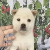豆柴