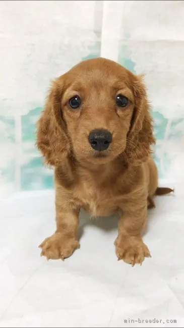 ID：1809-00181の子犬
