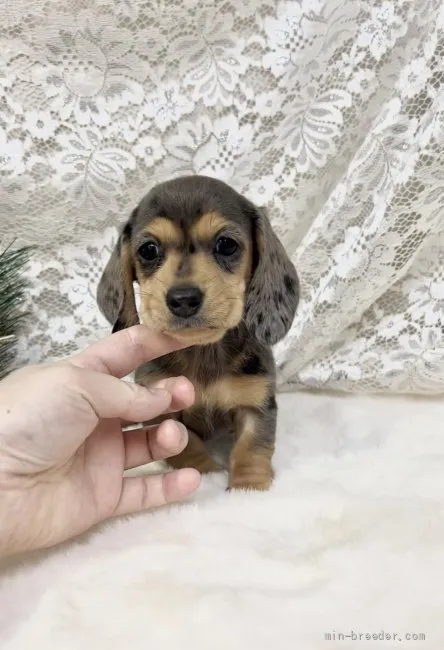 ID:2201-01520の子犬